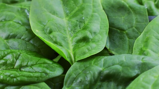 Fresh green spinach leaves circle rotation close up