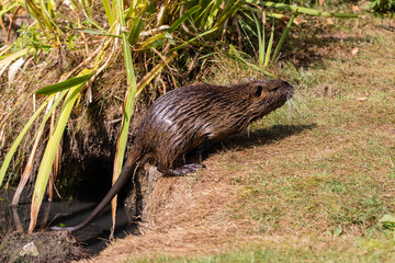 Nutria 69