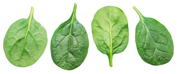 Set of four spinach leaves isolated on white background.