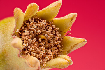 Macro shot of a ripening pomegranate flower with many stamens and a pistil against a red...