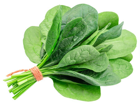 Bunch of spinach leaves isolated on white background.