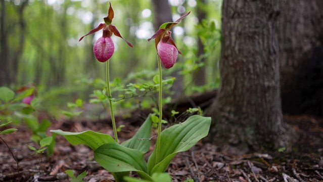 Pink Lady Slipper Cypripedium acaule, Orchids growing in a forest in Berkeley Springs, West Virginia.