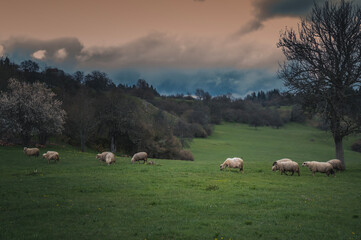 Flock of sheep on a green meadow in cloudy weather. Beautiful rural landscape