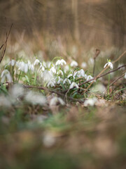 Snowdrops 