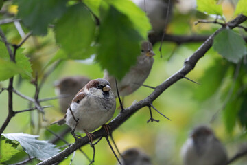 A sparrows sits on a tree branch on summer day