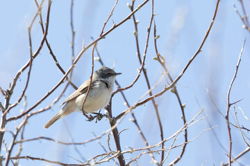 Lesser whitethroat sits on a tree branch in spring