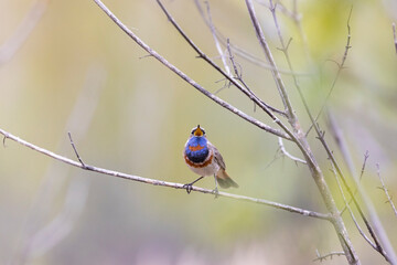 Male Bluethroat sitting on tree  close up