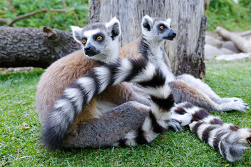 Naklejka na ściany i meble Close-up of two ring-tailed lemur (Lemur catta)