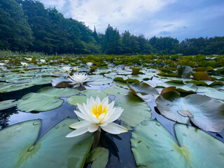 池に浮かぶ白い蓮の花