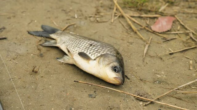 A freshly caught fish lies on the bank. A crucian fish has a fishing line sticking out of its mouth. Fishing as a way of life. A close-up of a live crucian