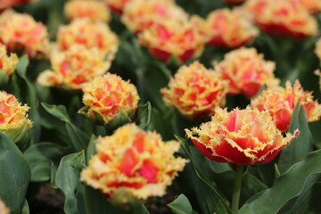 Yellow-red tulips in the botanical garden near Lake Geneva.The city of Morges. Switzerland.
