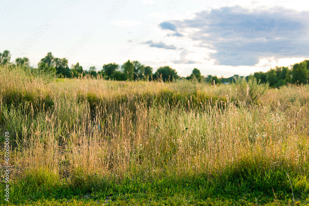 Sticker green field with grass and blue sky on a sunny day. spring and summer landscape. beauty of nature is