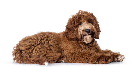 Adorable Autralian Cobberdog aka Labradoodle dog pup, laying down side ways. Looking towards camera. White spots on chest and toes. Isolated on a white background.