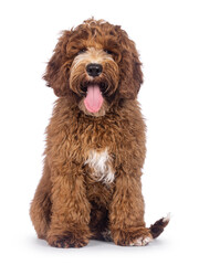 Adorable Autralian Cobberdog aka Labradoodle dog pup, sitting up facing front panting with tongue out. Looking towards camera. White spots on chest and toes. Isolated on a white background.