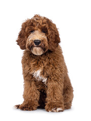 Adorable Autralian Cobberdog aka Labradoodle dog pup, sitting up facing front. Looking towards...