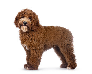 Adorable Autralian Cobberdog aka Labradoodle dog pup, standing side ways. Looking towards camera....