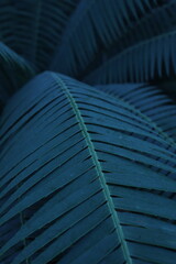 Naklejka premium Leaves 