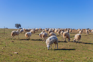 Obraz premium Sheeps pacing in the field