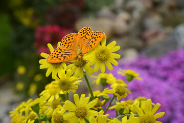 Schmetterling 1075 © K.-U. Häßler