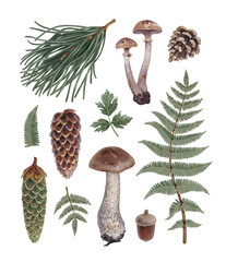 Hand painted acrylic botanical illustrations of forest nature. Cottegecore style. Perfect for prints, home textile, packaging design, posters, stationery and other printed goods