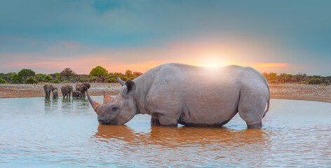 Rhino drinking water from a small lake - Group of elephant family drinking water in lake at amazing...