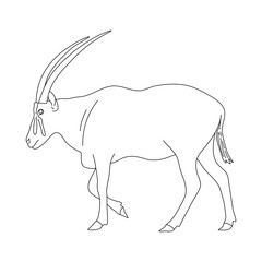 Doodle of Oryx. Hand drawn vector illustration.