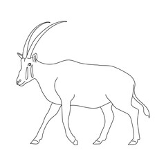 Sketch of Oryx drawn by hand. Vector hand drawn illustration.