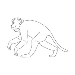 Sketch of Monkey drawn by hand. Vector hand drawn illustration.