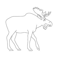 Sketch of Moose drawn by hand. Vector hand drawn illustration.