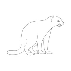 Sketch of Mongoose drawn by hand. Vector hand drawn illustration.