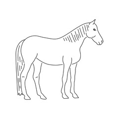 Hand drawn horse. Vector illustration.