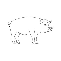 Hand drawn pig. Sketch vector illustration.