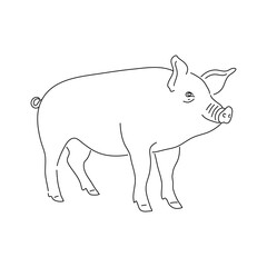 Hand drawn pig isolated on white background. Vector.