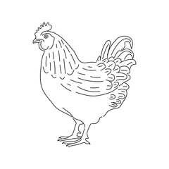 Chicken vintage illustration. Farm animal sketch illustration.