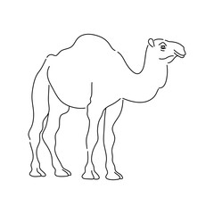 Camel. Hand drawn vector illustration.