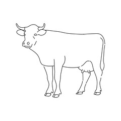 Sketch of cow. Hand drawn vector illustration.