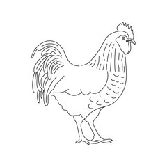 Fototapeta na wymiar Hand drawn rooster. Roosters chicken sketch isolated on white background. Vector.