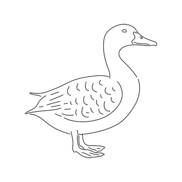 Hand drawn duck animal vector illustration.