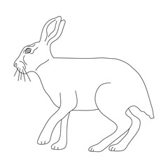 Hare in line art drawing style. Vector illustration.