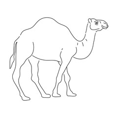 Doodle of Camel. Hand drawn vector illustration.