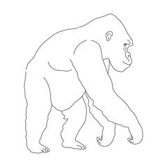 Sketch of Gorilla. Hand drawn vector illustration.