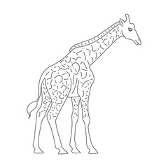 Giraffe in line art drawing style. Vector illustration.