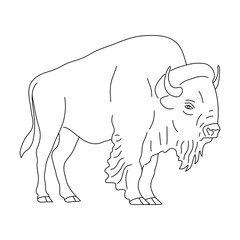 Sketch of Bison drawn by hand. Vector hand drawn illustration.