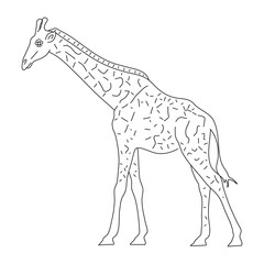 Sketch of Giraffe. Hand drawn vector illustration.