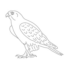 Falcon in line art drawing style. Vector illustration.