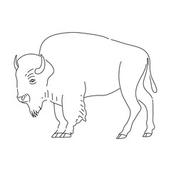 Doodle of Bison. Hand drawn vector illustration.