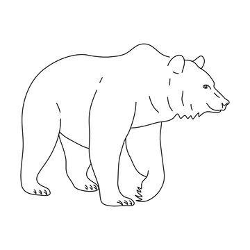 Sketch of Brown bear drawn by hand. Vector hand drawn illustration.