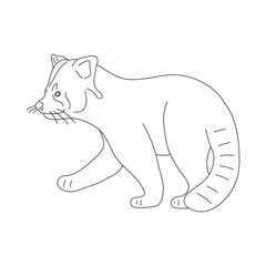 Sketch of Red panda drawn by hand. Vector hand drawn illustration.