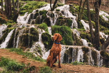 Vizsla Dog Sitting in front of Spring Waterfall