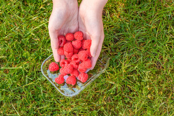 Świeżo zebrane czerwone owoce maliny wkładane do plastikowego pojemnika leżącego w ogrodzie na trawie.  - obrazy, fototapety, plakaty